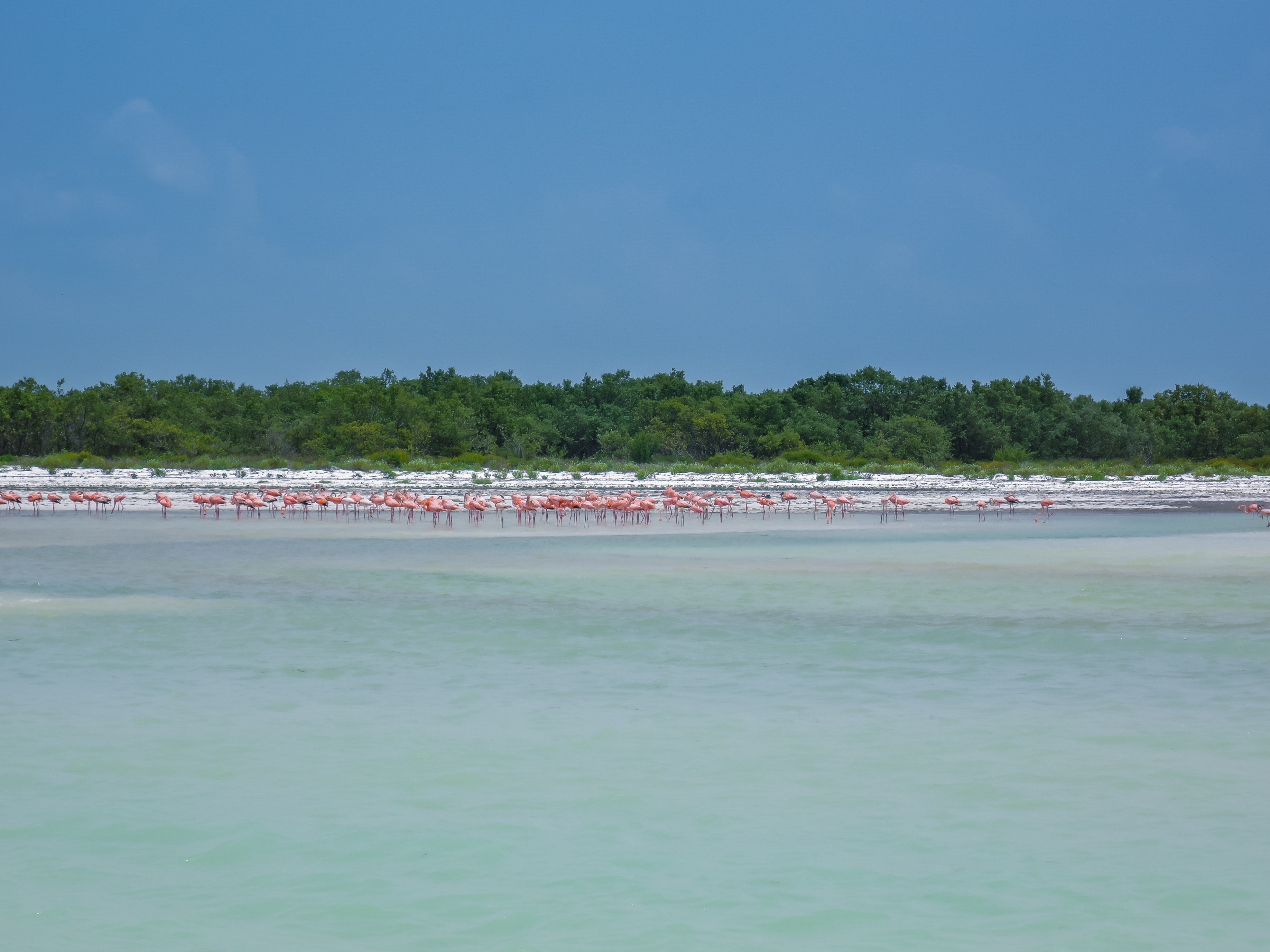 Flamencos en Punta Mosquito Holbox